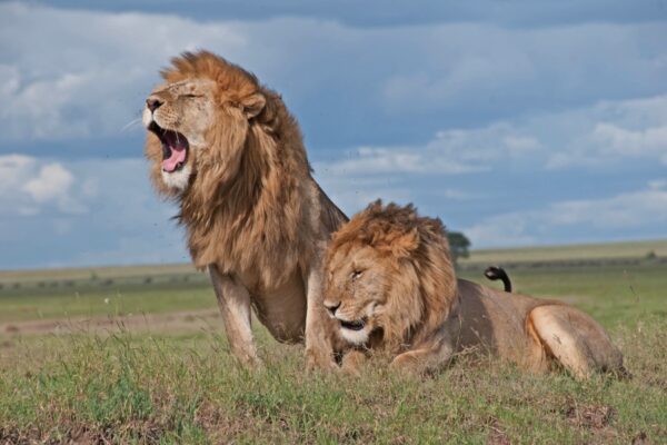 7 Days Masai Mara-Amboseli-Rift Valley Lakes Safari