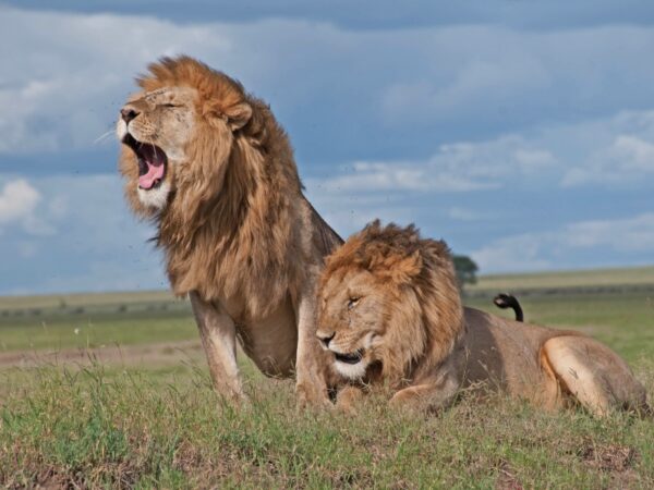 7 Days Masai Mara-Amboseli-Rift Valley Lakes Safari