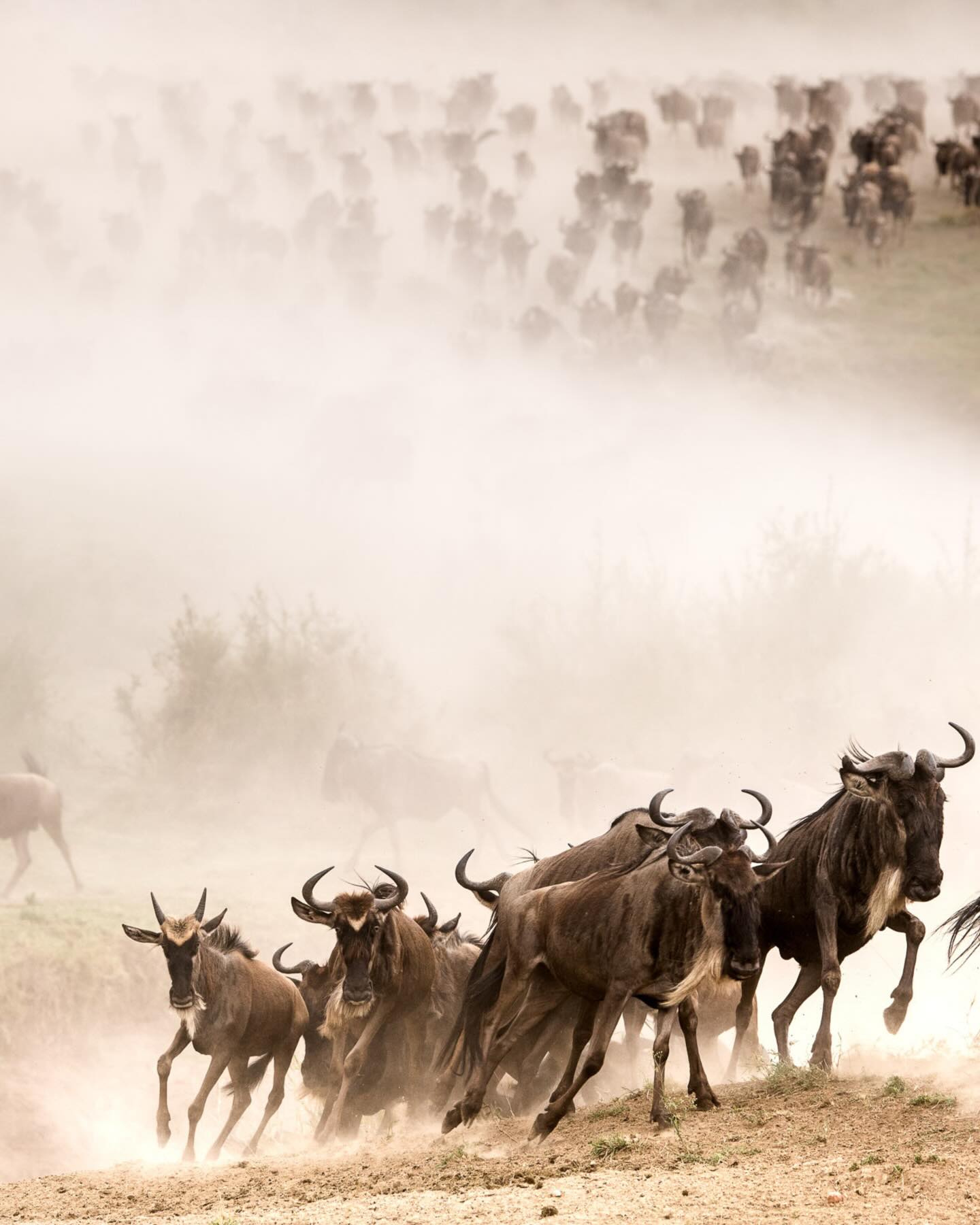 serengeti