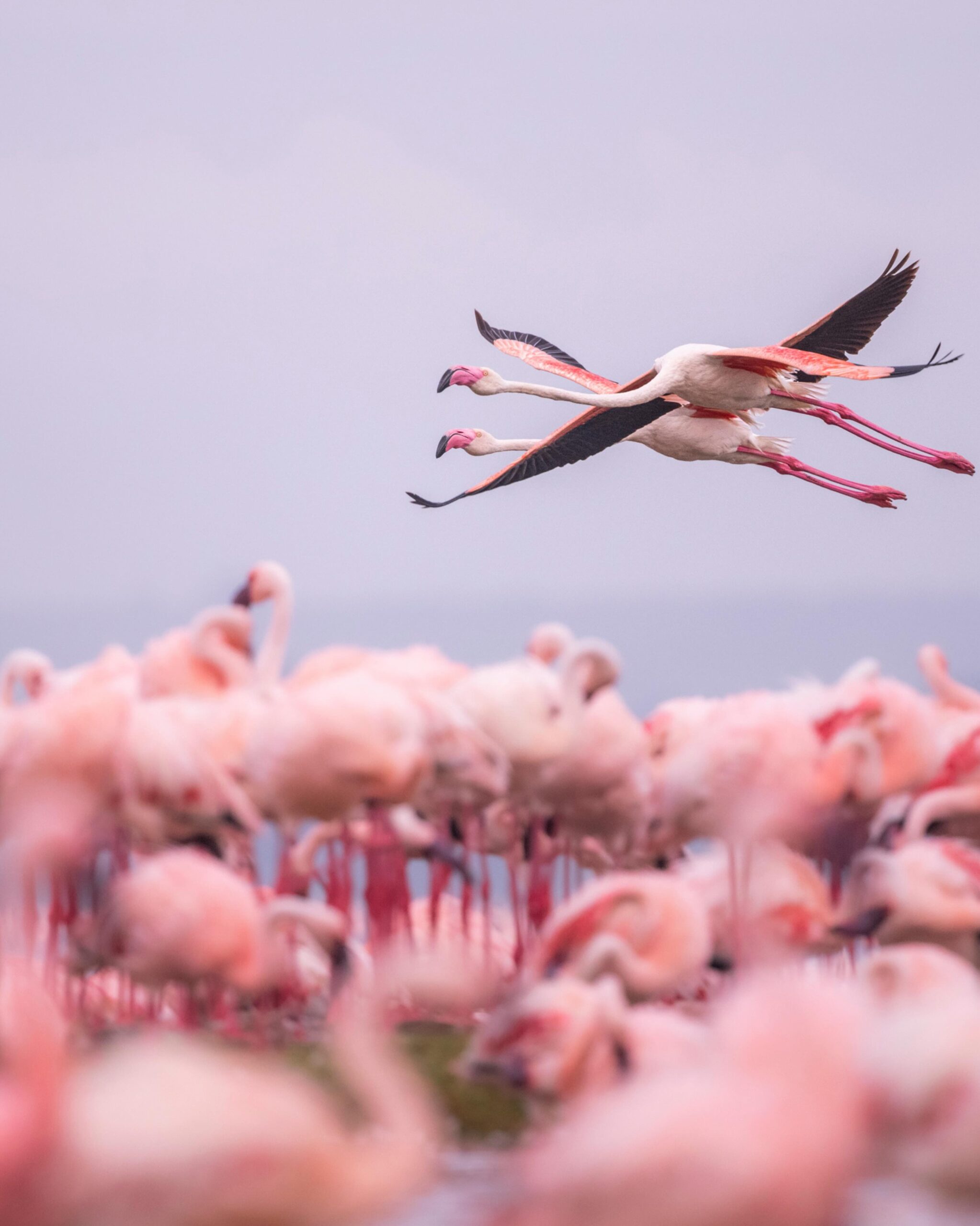 Lake Nakuru