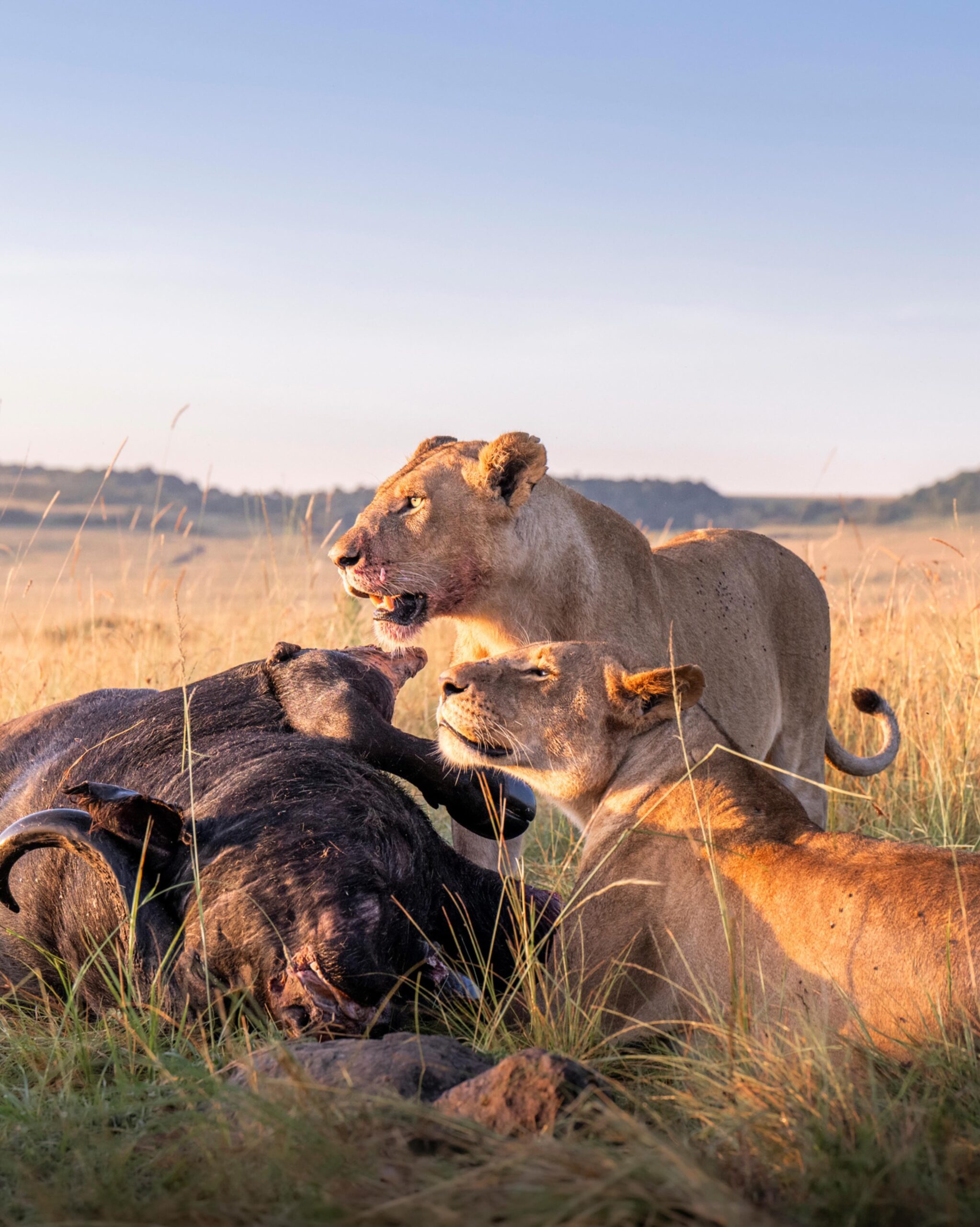 Maasai Mara