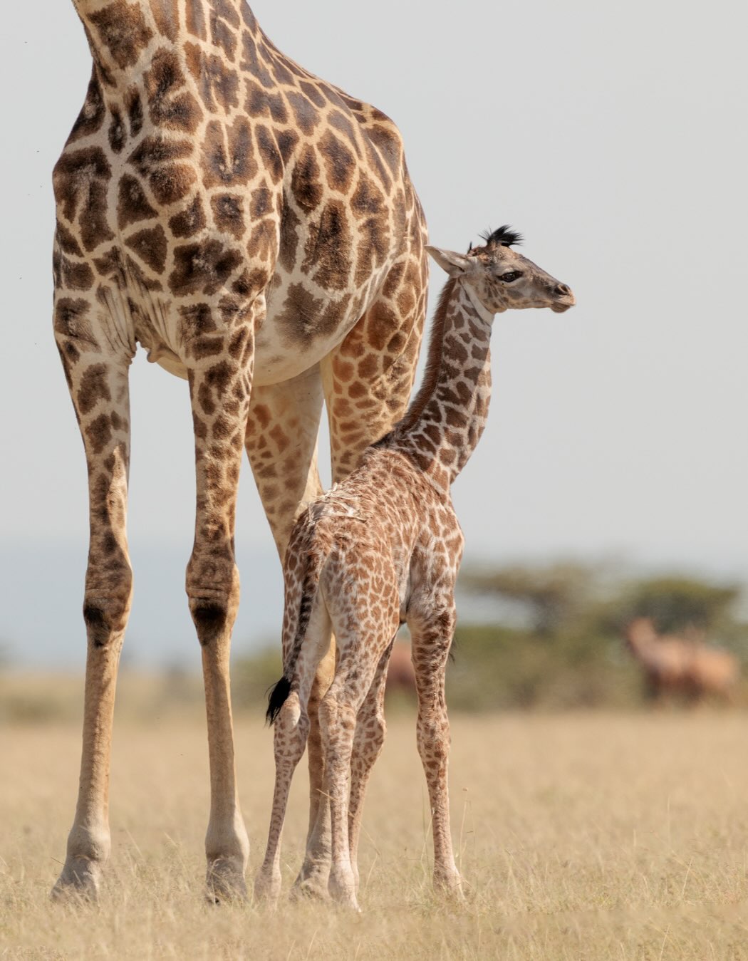 SAMBURU