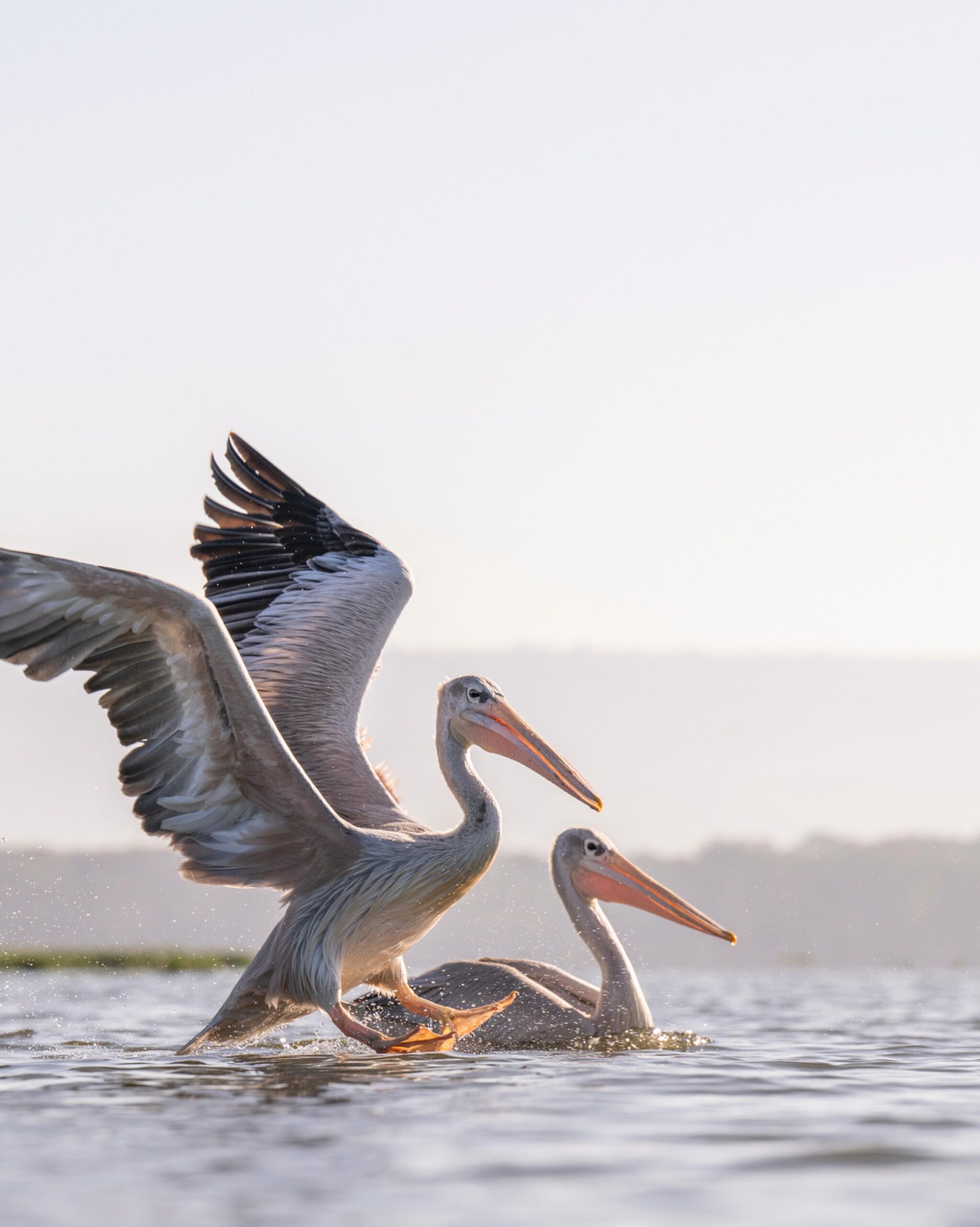 Lake NaIVASHA
