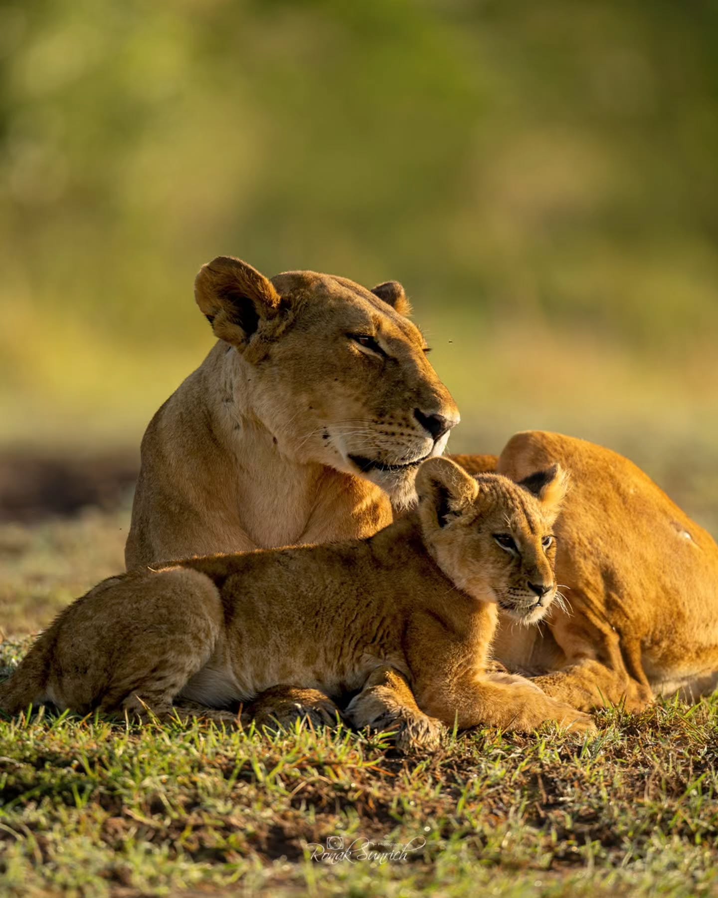 Ngorongoro